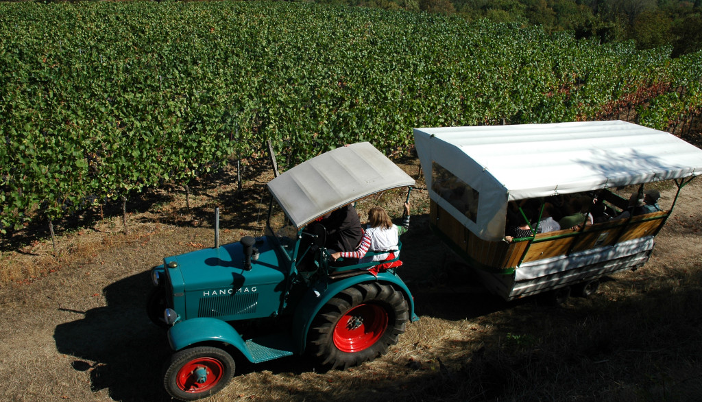 Ein Hanomag Oldtimer-Traktor bei der Oldtimer-Traktorfahrt in den Sasbacher Weinbergen.