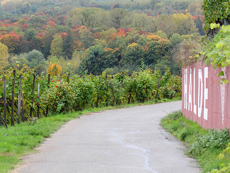 Ausblick auf den Rheinwald und die Weinreben in Sasbacher. Auf der rechten Seite die bekannte Wand mit dem Schriftzug "Rote Halde"